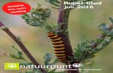 Rupel - Natuurpunt · 2016. 12. 20. · baksteen. Het project is een voorbeeld van een samenwerking met mooie kansen en resul-taten voor alle betrokken partners en doelgroepen. De