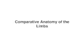 Comparative Anatomy of the Limbsanatomy.sbm.pumc.edu.cn/uploadpic/201341124128.pdf · 2013. 4. 1. · (forearm / leg) Distal Limb Coxal bone (ischium pubis, ilium) Femur Tibia/Fibu1a