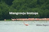 Mangrovju biotopspriede.bf.lu.lv/grozs/HidroBiologjijas/.../lekcija_08.12_MZagars.pdf · Sauszemes fauna. •Mangrovju audzēs atrodamas tikai iesāļā ūdenī dzīvojošas abinieku