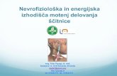Nevrofiziološka in energijska izhodišča motenj delovanja ...zims.si/vsebina/uploads/2013/11/5.-predavanje-PAPUGA.pdf · • Radiacijski tiroiditis ... edit. J Filshie, A White;