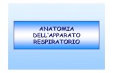 ANATOMIA DELL’APPARATO RESPIRATORIO respiratorio.pdf · 2018. 11. 13. · da: Artico M, Anatomia Umana-Principi, Edi-Ermes, Milano tonsilla faringea Vie aeree - Faringe esofago