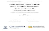 Estudio y purificación de los sustratos aceptores de la ......Estudio y purificación de los sustratos aceptores de la proteína O-fucosiltransferasa Murciano Trigo, Daniel 2 Indice