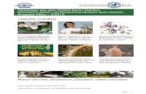 Newsletter aus dem BGBM Berlin-Dahlem Botanischer ......Pflanzen und Bereiche im Botanischen Garten Berlin Von März bis Mai können Sie künftig auf dem aktuellen „Früh-lingspfad“
