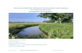 Ontwerp projectplan Waterwet ‘Optimalisatie watersysteem...De Sint-Jansbeek is opnieuw ingericht in 2016 van de beekmonding tot grofweg de provinciale weg nabij Vortum-Mullem. De
