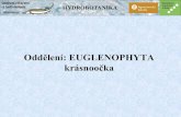 Oddělení: EUGLENOPHYTA krásnoočka rybari/botany/005 Euglenophyta.pdf · 2020. 3. 17. · • ROD: Phacus • Rod Phacus zahrnuje krásnoočkanemetabolická,s pevnou buněčnou