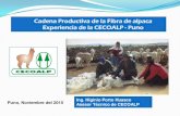 EXPOSION AGROBANCO CADENA PRODUCTIVA DE FIBRA ALPACA · Cadena Productiva de la Fibra de alpaca Experiencia de la CECOALP - Puno ... productor de alpacas en el mundo con el 85%. Puno,