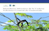 Mamíferos Silvestres de la Cadena Volcánica Central de Guatemala · 2019. 12. 12. · metorito de Guatemala, Microtus guatemalensis, es la especie que tiene la distribución más