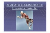 APARATO LOCOMOTOR II: El sistema muscular · 2013. 8. 8. · El sistema muscular junto con el sistema óseo forman el aparato locomotor. El sistema muscular está formado por el tejido