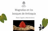 Magnolias en los bosques de Antioquia · 2019. 6. 10. · DEPTO MPIO SITIO No. De individuo CONTACTO ANTIOQUIA MEDELLIN Campus Universidad Nacional -sede Medellín 8 León Morales