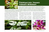 Türkiye’nin Yenen Yabani Bitkileri … · mevsimlik sebzeler ve meyveler toplanarak, sokakta veya pazarda satılır. Kırsal kesimde köylüler, çevrelerinde yetişen ve tanıdıkları
