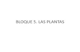 BLOQUE 5. LAS PLANTAS - IES Alfonso X...A) BRIOFITAS (musgos y hepáticas): • Plantas sin semillas. • No vasculares. • Para su crecimiento y reproducción necesitan de un ambiente