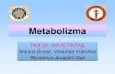 Metabolizma - Ankara Üniversitesi