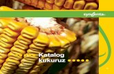 Katalog kukuruzkukuruz - Syngenta