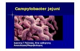 Campylobacter jejuni routsias [Λειτουργία συμβατότητας]