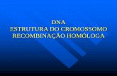 DNA ESTRUTURA DO CROMOSSOMO RECOMBINAÇÃO HOMÓLOGA