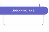 LEGUMINOSAS - Unipamplona