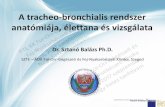 A tracheo-bronchialis rendszer