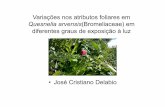 Quesnelia arvensis(Bromeliaceae) em diferentes graus de ...