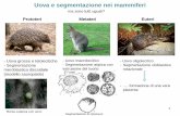 Uova e segmentazione nei mammiferi