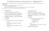 Il sistema nervoso autonomo (o “vegetativo”)