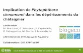 Implication de Phytophthora cinnamomi dans les ...