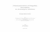 Characterization of Flagellin Perception in Arabidopsis ...