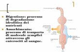 Digestione: processo idrolitica dei nutrienti