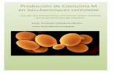 Producción!de!Coenzima!M! en!Saccharomyces+cerevisiae
