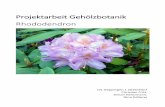 Projektarbeit Gehölzbotanik Rhododendron