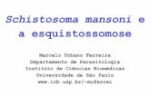 Schistosoma mansoni e a esquistossomose