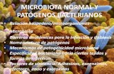 MICROBIOTA NORMAL Y PATÓGENOS BACTERIANOS