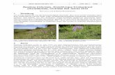 Neotinea tridentata –Dreizähniges Knabenkraut Orchidaceae ...