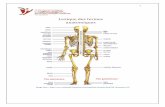 Lexique des termes anatomiques - OTIMROEPMQ