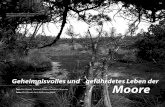 Moore - Natur im Osterzgebirge