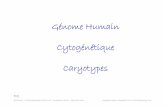 Génome Humain Cytogénétique Caryotypes