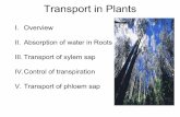 Transport in Plants - Find People