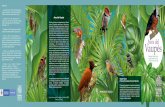 Catalogo Aves 01 - Instituto Amazónico de Investigaciones ...