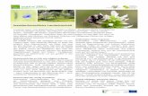 Insektenfreundliche Landwirtschaft - Naturschutzbund
