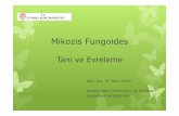 Mikozis Fungoides