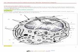 1-Ultrastructure de la cellule animale