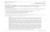 Research Paper Exosomal DMBT1 from human urine -derived ...