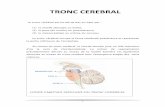 TRONC CEREBRAL - anatomie-fmpm.uca.ma