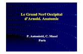 Le Grand Nerf Occipital d’Arnold. Anatomie