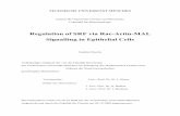 Regulation of SRF via Rac-Actin-MAL ... - mediatum.ub.tum.de