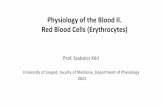 Physiology of the Blood II. Red Blood Cells (Erythrocytes)