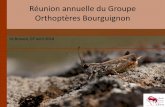 Réunion annuelle du Groupe Orthoptères Bourguignon