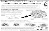 Ukuzivikela komzimba ( The immune system Indlela umzimba ...