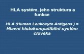 HLA systém, jeho struktura a funkce HLA = human leukocyte ...