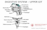 DIGESTIVE SYSTEM UPPER GIT - anatomie.lf2.cuni.cz