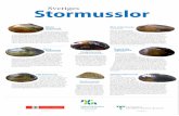 Sveriges Stormusslor - Startsida